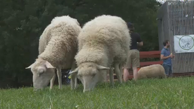 sheep, urban, montreal