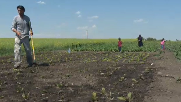 Syrian family farms on donated land near Calgary