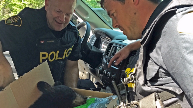 Const. Dean Ronson and Const. James Reading rescued this bear from a tree near Bracebridge, Ont. on Monday, July 31, 2017. (Bear With Us)