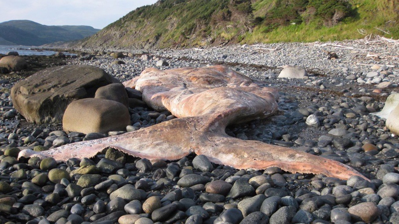 Fisheries officials say a dead right whale, shown in this undated handout image, washed up on a rocky shore on the west coast of Newfoundland. (THE CANADIAN PRESS/HO-Fisheries and Oceans Canada)