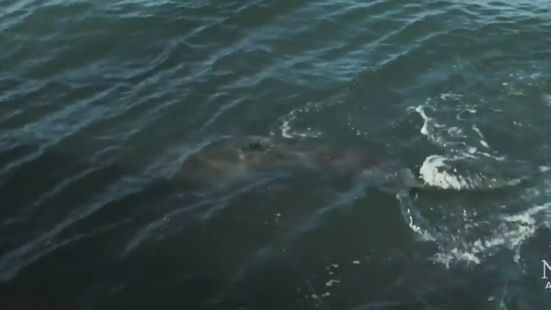 A great white sharked known as Hilton has been tracked in Nova Scotia's Mahone Bay. 