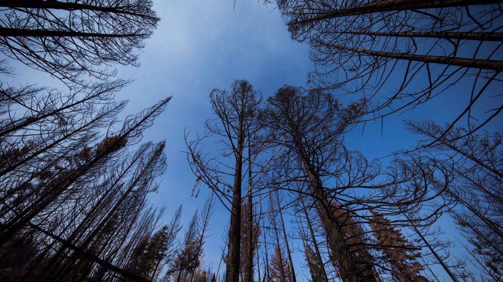 Trees burned by a wildfire in Williams Lake, B.C.