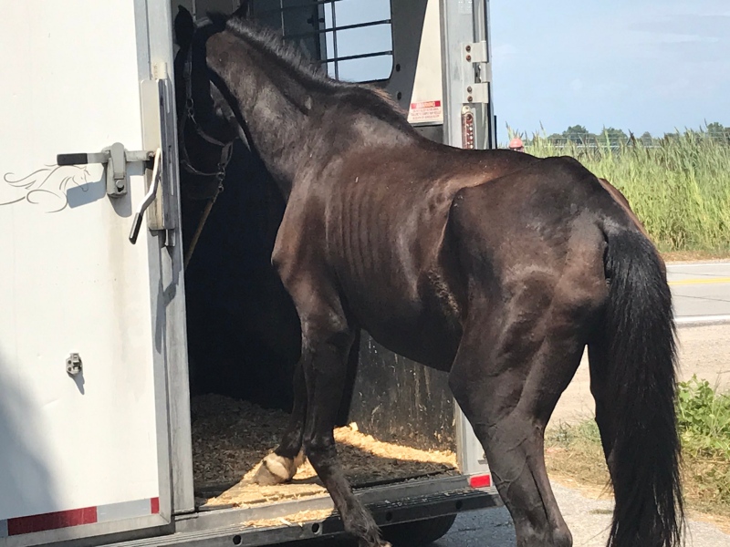 Officials from the Windsor-Essex Humane Society and the OSPCA seized a horse at centre of numerous complaints from a property on County Road 42 Thursday for non-compliance of orders. (Rich Garton/CTV Windsor)