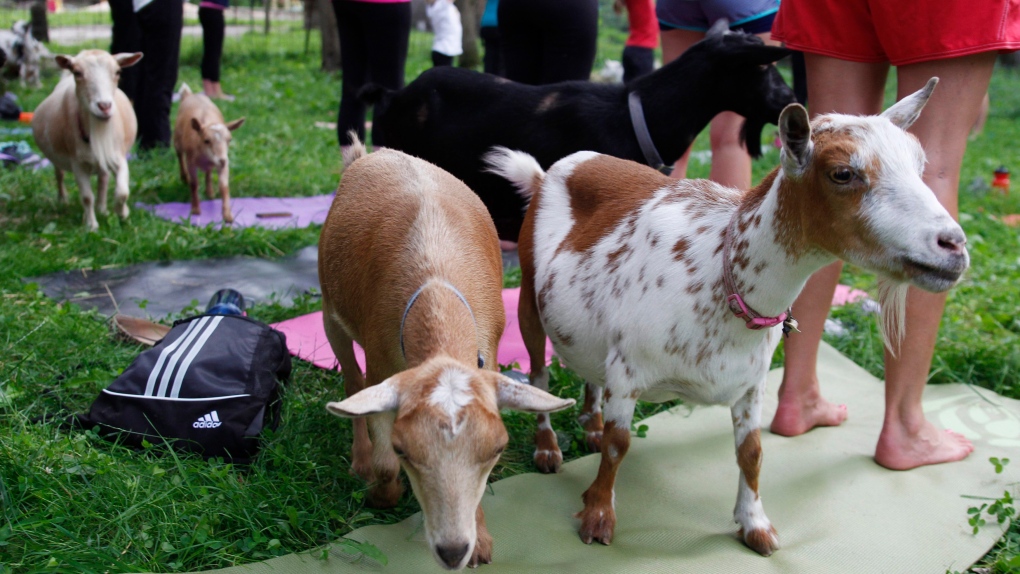 Goat yoga