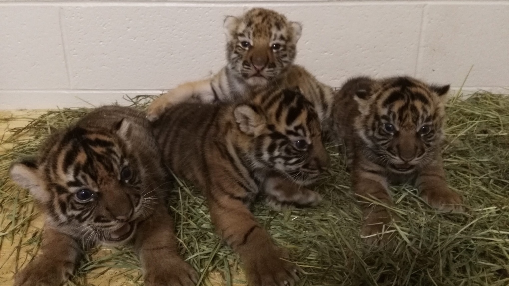 Oklahoma tiger cubs 