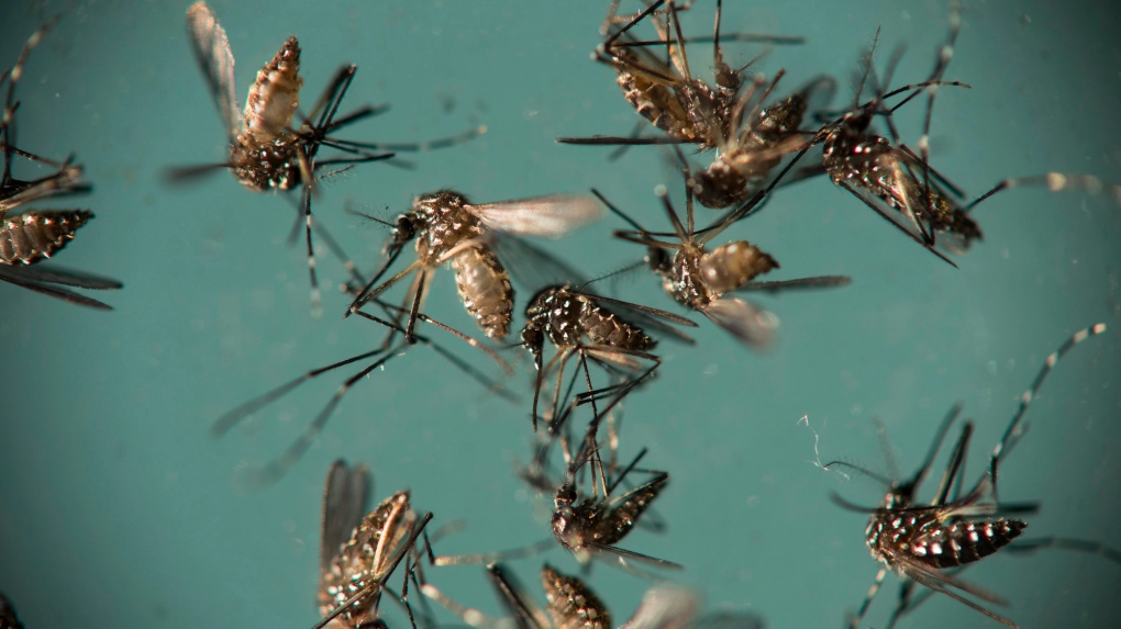Aedes aegypti mosquitoes