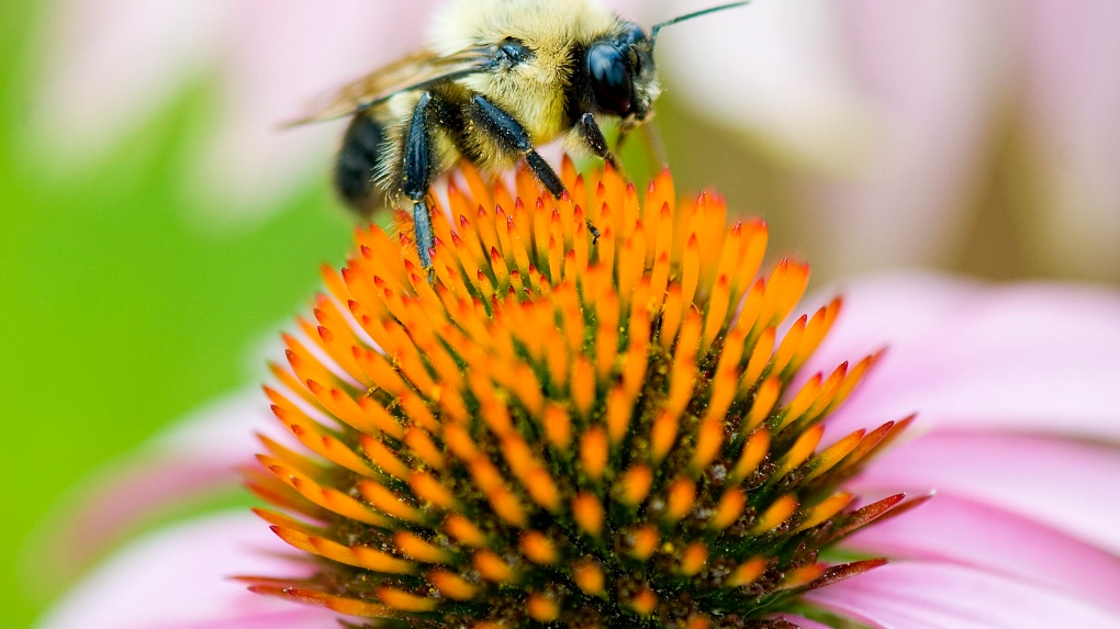 Bumblebee pollinates flower