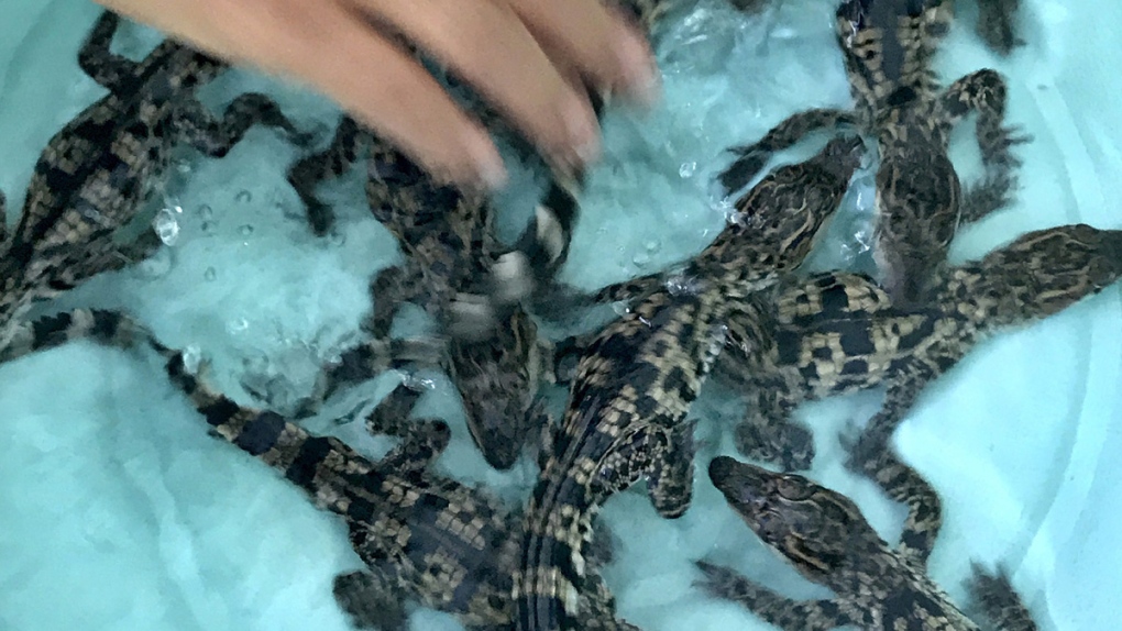 Siamese baby crocodiles