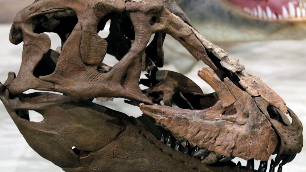 tyrannosaur skull