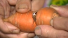 Mary Grams' diamond engagement ring, pictured above, was found wrapped around a carrot on her family's farm. It had been missing for more than a decade.
