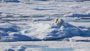 A polar bear is spotted on Tuesday, Aug. 15, 2017. (Omar Sachedina)