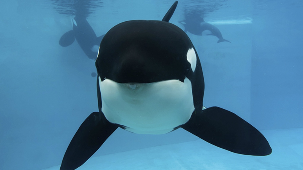 Orca euthanized at Seaworld