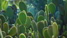 The thick, spiny outer layer of the prickly pear cactus has always been a waste product -- until Mexican researchers developed a biogas generator to turn it into electricity. (cloverphoto / Istock.com)