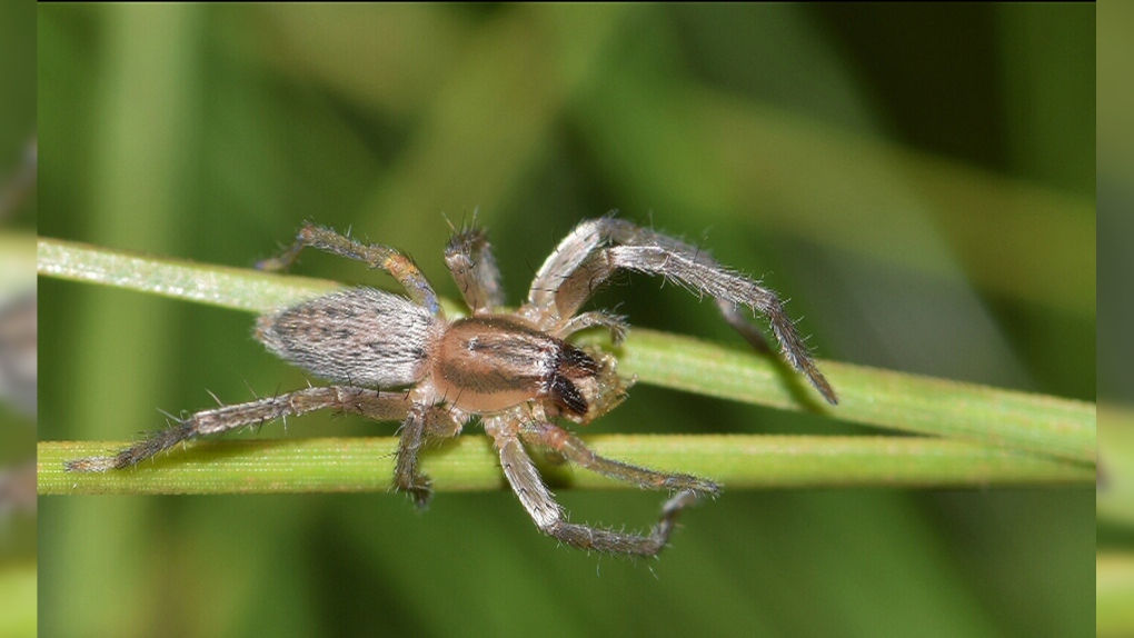 most dangerous spider