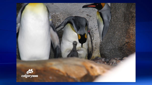 Calgary Zoo - king penguin chick