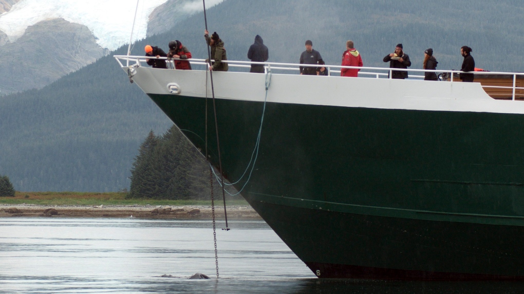 Whale entangeled in Alaska