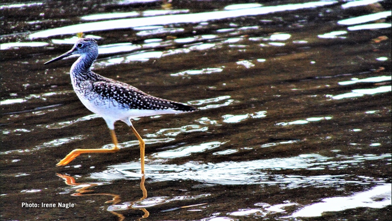 Unidentified bird in Constance Bay. (Irene Nagle/CTV Viewer)