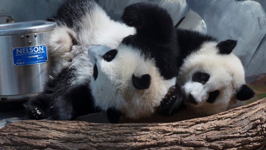 Atlanta Zoo panda