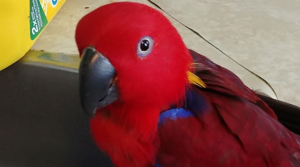 Missing parrot