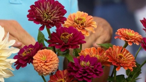 The six easiest cut flowers to grow at home