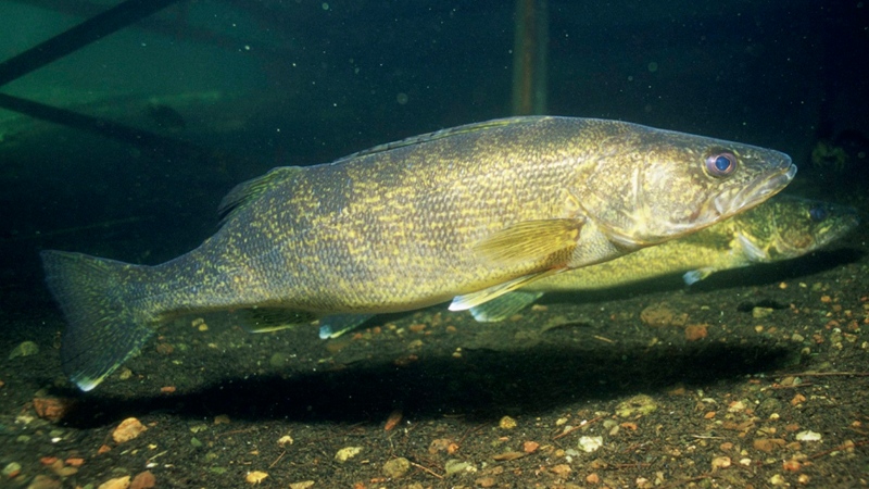 In this April 2008 photo from the U.S. Fish and Wildlife Service, a walleye is seen. (AP Photo/U.S. Fish and Wildlife Service, Eric Engbretson )