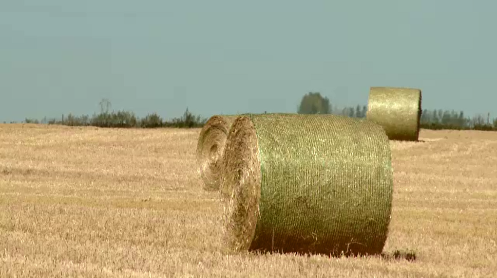 Dry summer takes toll on hay crops