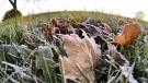 A frost advisory is in place. (File photo/CP24)