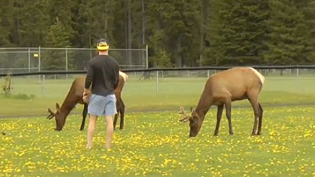 Parks Canada says that while elk seem docile, visitors should stay well away from them because they could suddenly become aggressive. (Parks Canada)