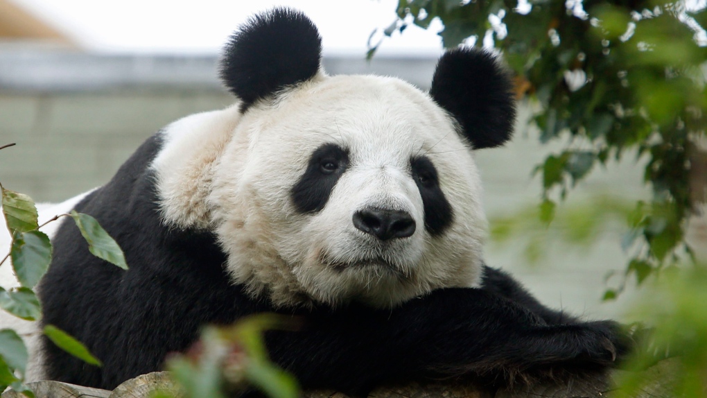 Edinburgh Zoo's giant panda Tian Tian