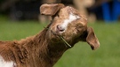 Daisy, the blind goat, is seen in a photo posted on the FARRM Facebook page. Supplied.