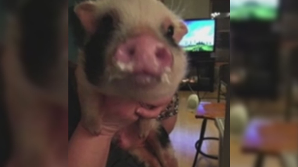 Pig stolen