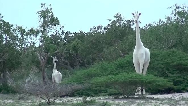 white giraffes