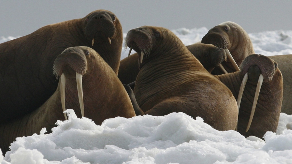 Walrus cows and yearlings resting on ice in Alaska