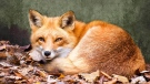 Fox sightings in Woodstock