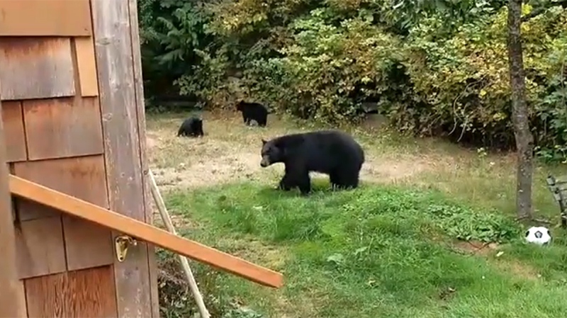 friendly bears