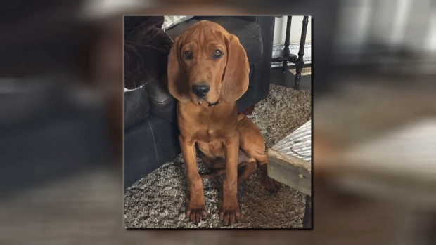 'I just want him back': Puppy stolen from owner’s car ...