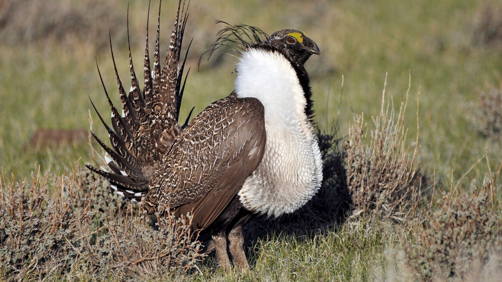 Greater Sage Grouse 