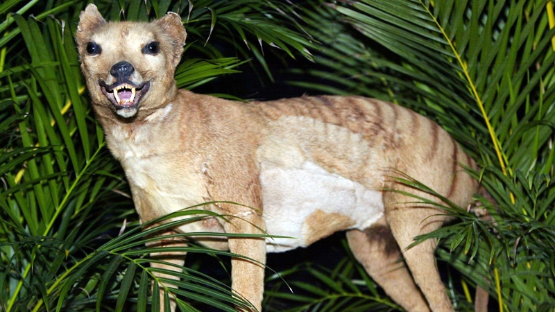 Tasmanian tigers thylacine 