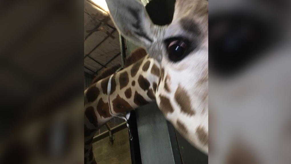Giraffe at Dickerson Park Zoo