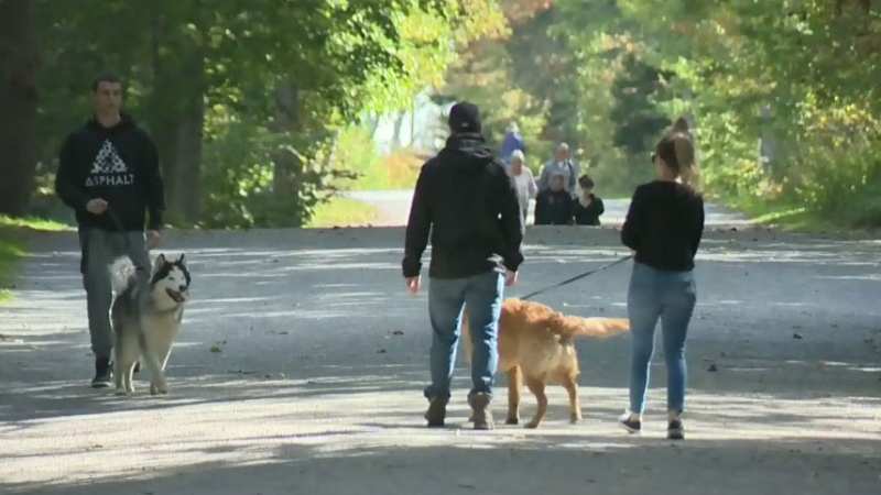 Vets in the Halifax-area are warning dog owners about leptospirosis, a contagious infection affecting many animals this year. 