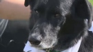 Katie Doucette's dog Diesel is recovering after coming in contact with a debilitating bacteria.