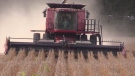 A combine works in a field of soybeans in Huron County in 2017. (Scott Miller / CTV London)