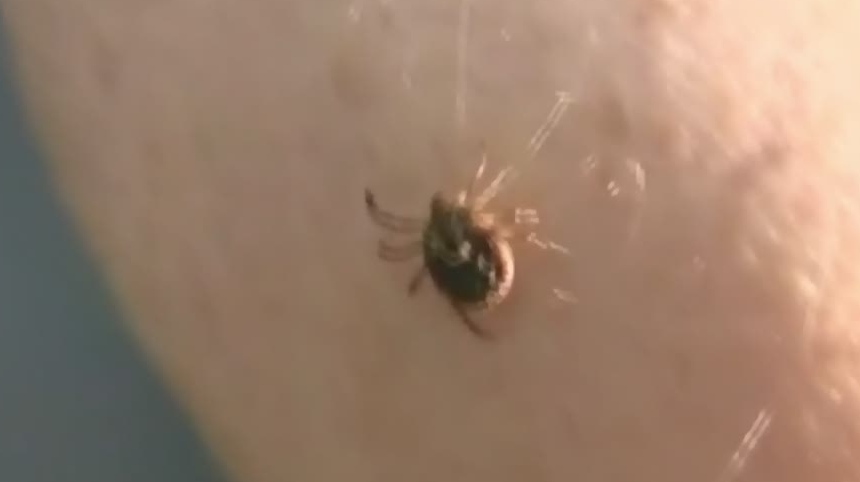 Black legged ticks season