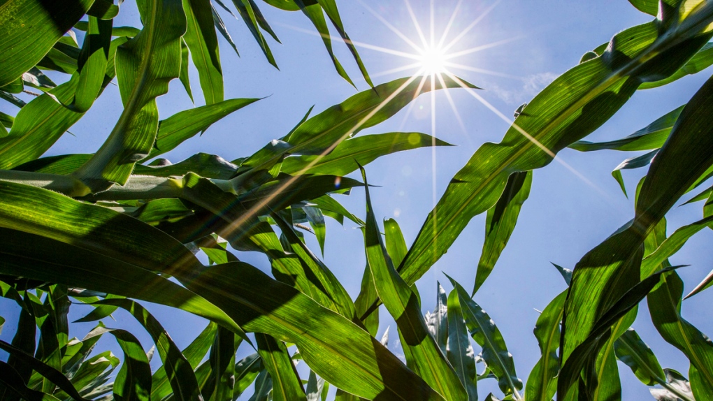 Sun shines on corn in a field