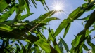 Sun shines on corn in a field near Bremen Highway in Mishawaka, Ind., on July 19, 2016. (Robert Franklin / South Bend Tribune via AP)