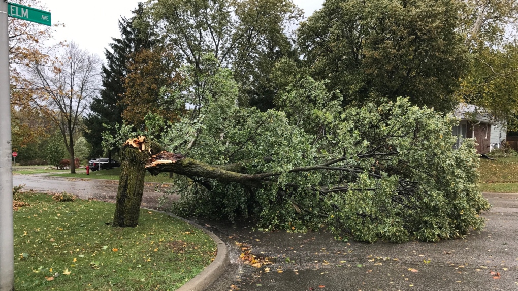 orangeville tree storm