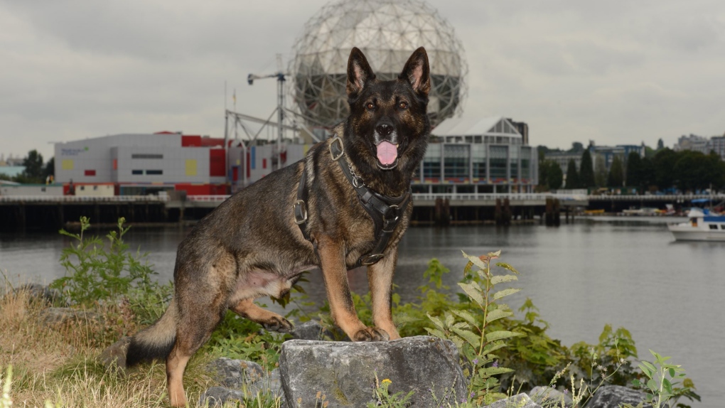 Retired Vancouver police dog Teak
