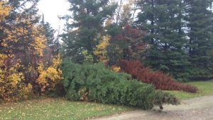 Environment Canada warns that the winds could cause damage to buildings, such as roof shingles and windows, or cause tree branches to break. (File image)