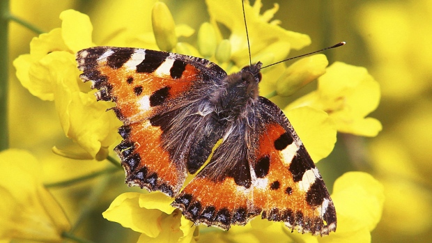Buzz off? German study finds dramatic insect decline | CTV ...