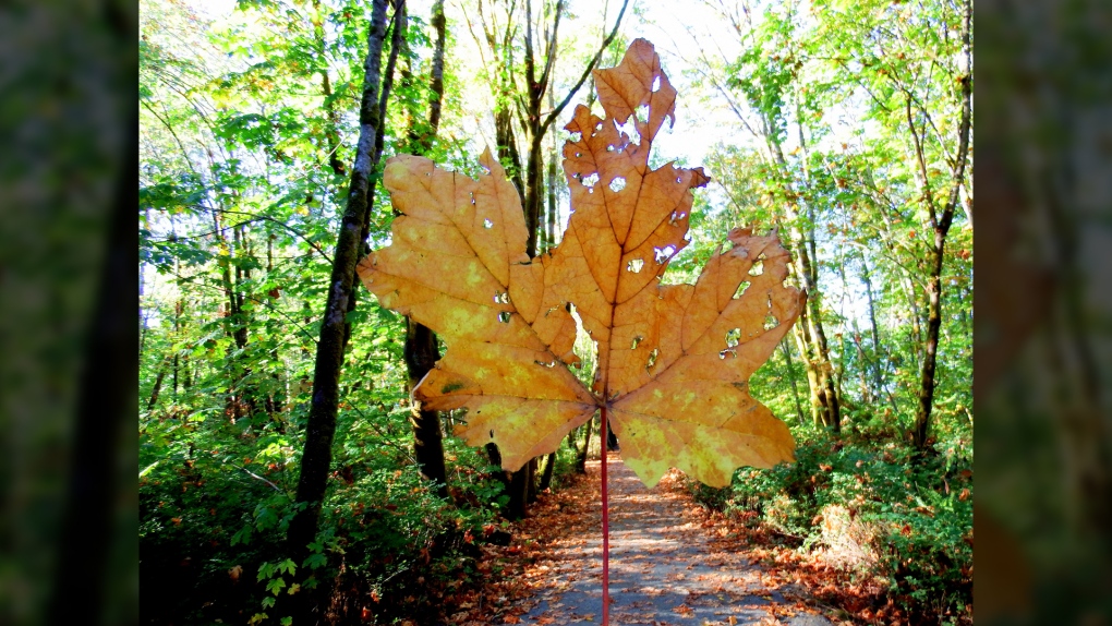 fall leaf royston